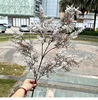 autumn white