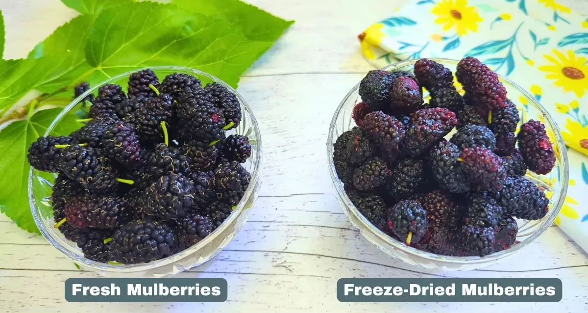 Freeze Dried Mulberry Whole - Bulk Wholesale from China Factory H4164757999f842b19ed37f2e453b5936Y