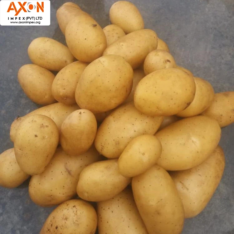 Семена картофеля голландский пион из семени