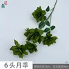 6-headed rose XY Green