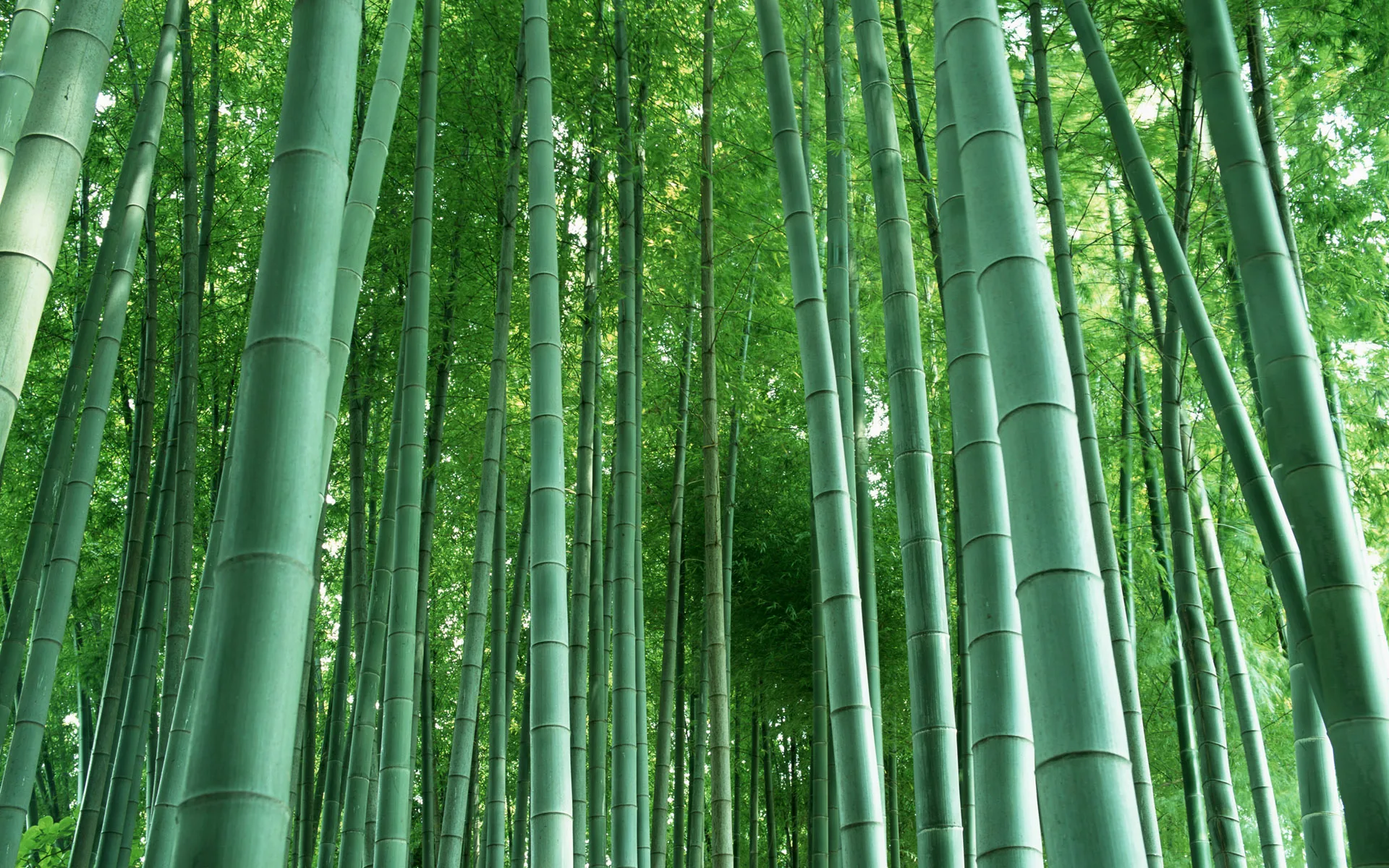 Бамбуковое дерево фото