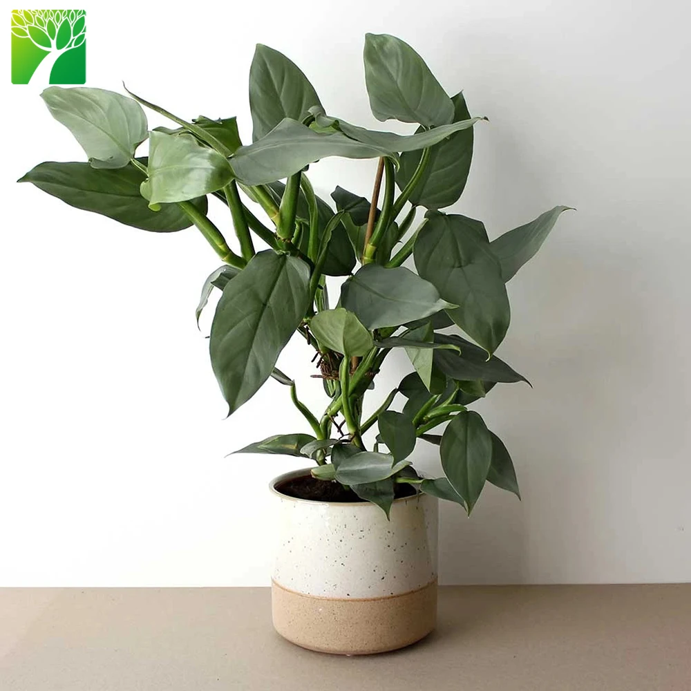 High Quality Live Bonsai Plant Gift Philodendron Hastatum Silver Sword Philodendron For Friends Buy Philodendron Hastatum Silver Sword Philodendron Live Bonsai Plant Tropical Plants Philodendron Product On Alibaba Com