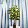 Ficus lyrata de 1,25 metros y 5 tallos
