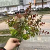 5-pronged fine-leafed eucalyptus sunset