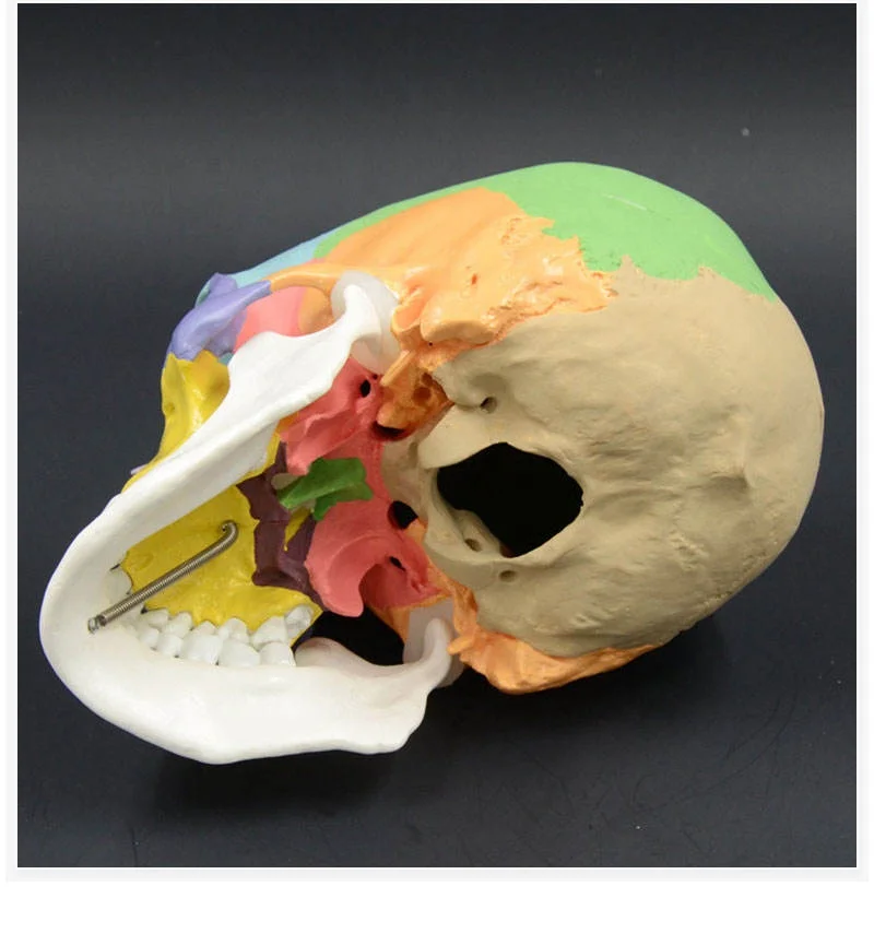 Цветной человеческий череп модель анатомической анатомии в натуральную величину головы для взрослых медицинская обучающая голова