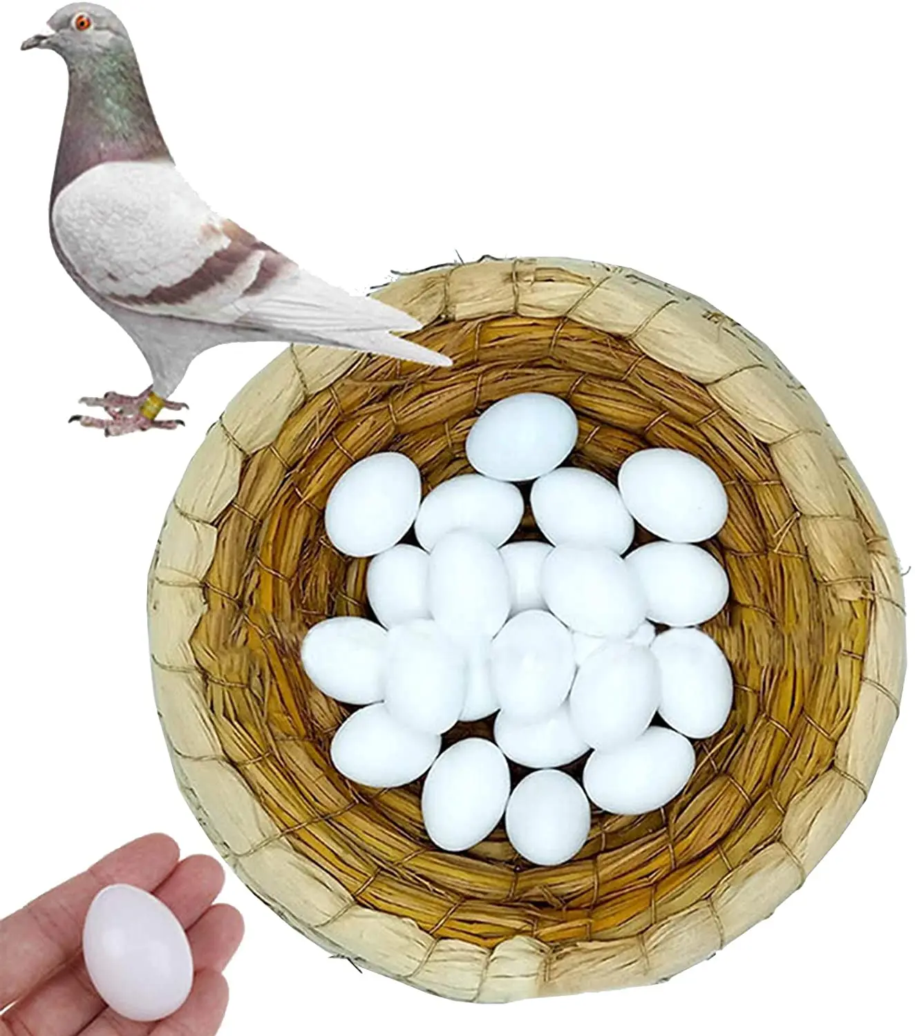 pigeon hatching eggs for sale