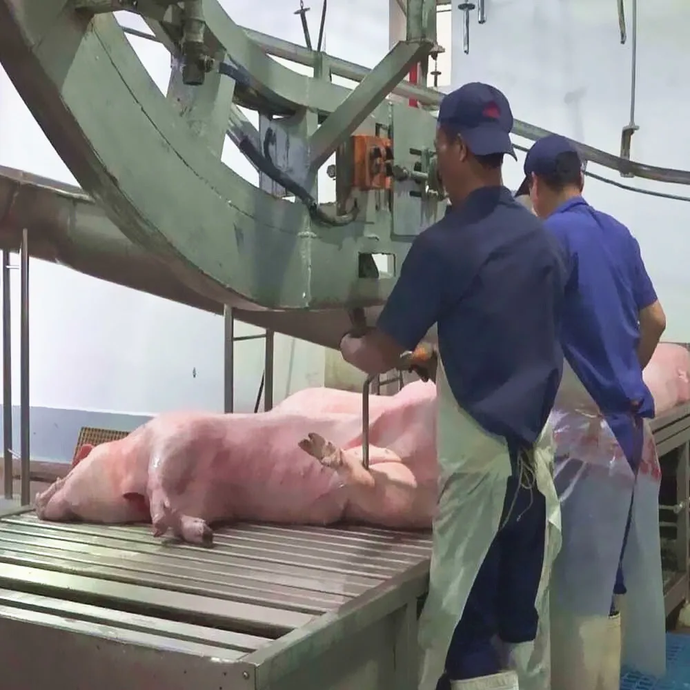 Complete butcher plant sow slaughter line pig slaughtering equipment pig slaughterhouse