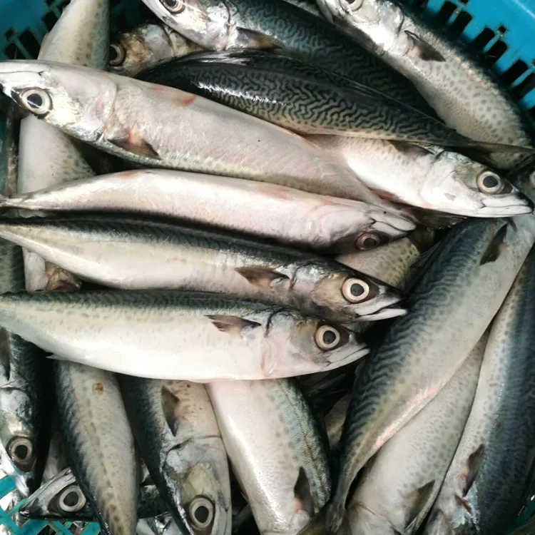 Jenis Dan Harga Ikan Tenggiri Terbaru November 2021 Suka Ikan