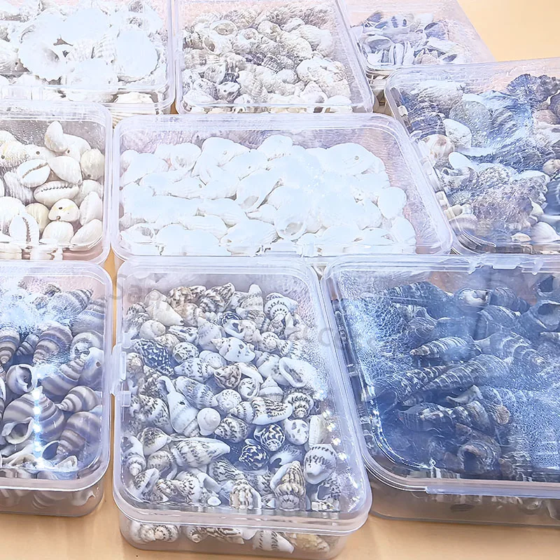 Mixed Ocean Seashells Natural Empty Clean Beach Shell Raw Sea Shells Combination Box Packaging for Home Decor and Crafts Making