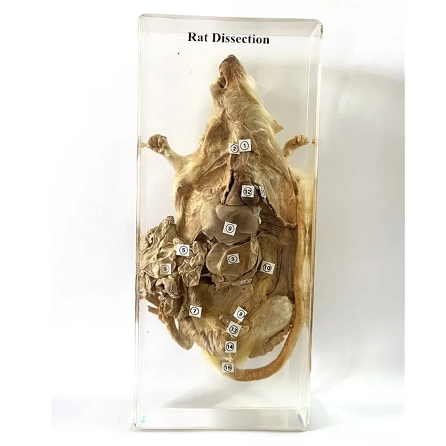 Animal Anatomy Model Acrylic Biological Equipment Rat Dissection Embedded Specimen for Teaching