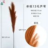 Single 13-haired reed, brown