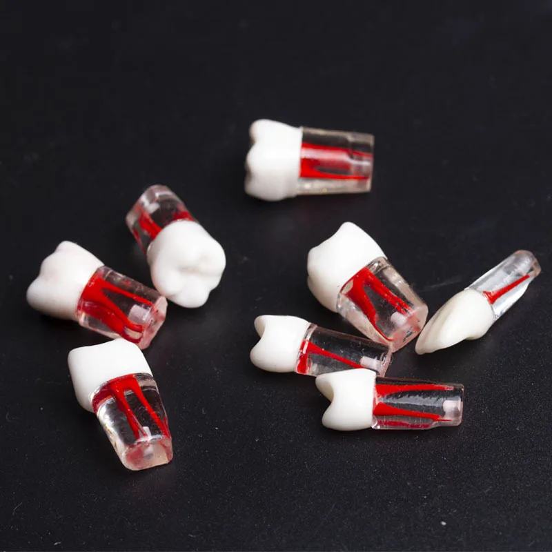 Стоматологическая модель оральной практики прозрачного корня и полости пульпы зубных гранул Модель корневых зубов