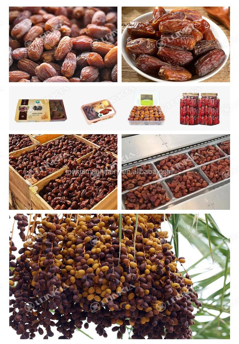 Complete Date Palm Washing Line Innovative Equipment for Palm ...