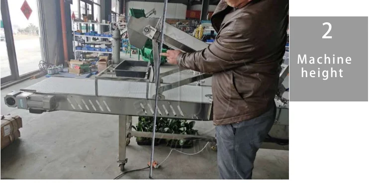 Quick-Cut Greens Harvester Automated Microgreen Tray Seeding Machine Microgreen Tray Harvesting Machine with Conveyor Belt