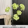 hortensia salvaje