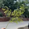 Fragancia de nueve millas 95cm