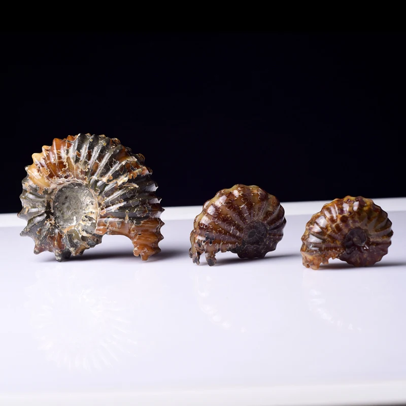 High Quality Natural Marisa Cornuarietis Ammonite Madagascar Specimen Decoration