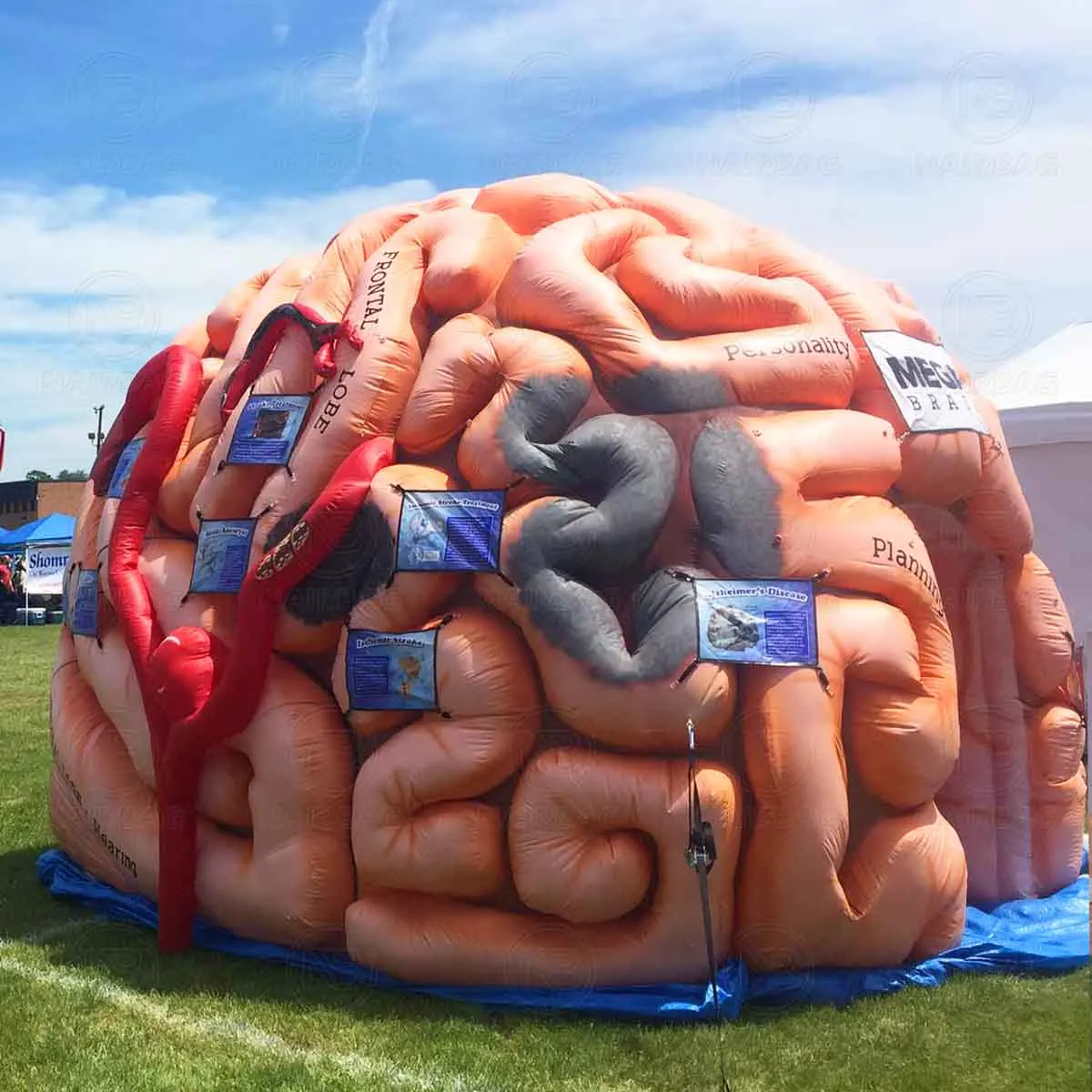Inflatable Brain Model Human Body Organ for Medical Events| Alibaba.com