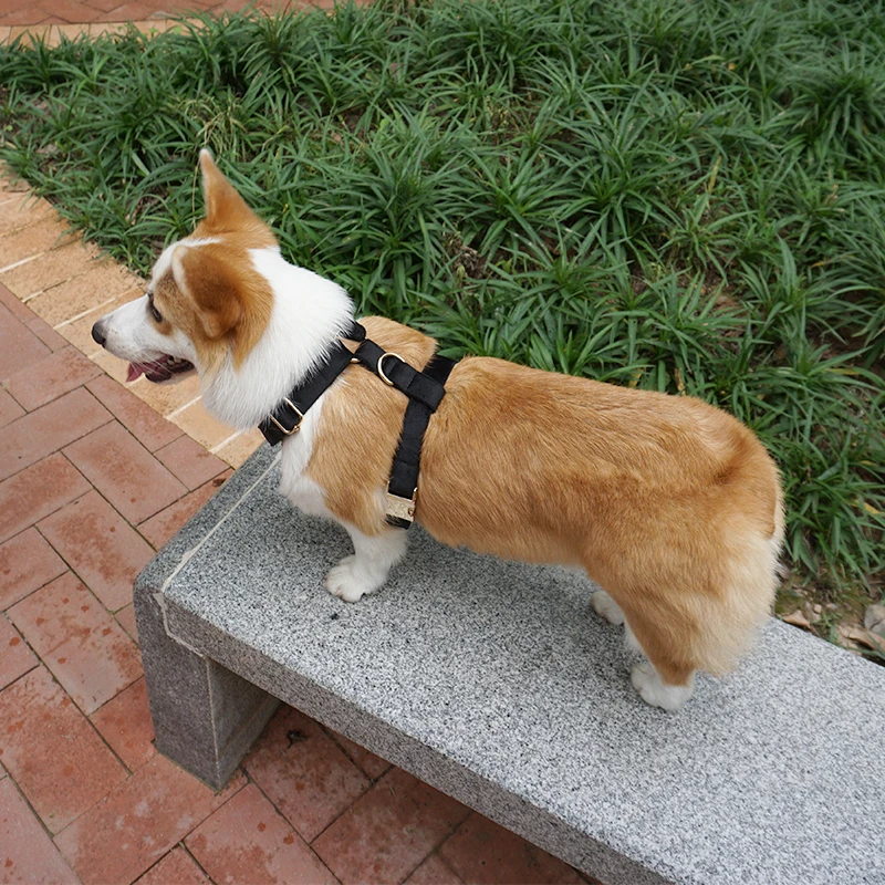 dog harness velvet (25)