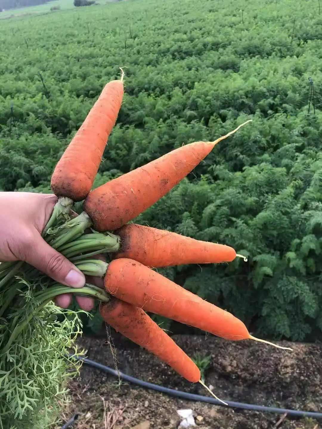 Купить морковь оптом. Китайская морковка. Морковь цена за 1 кг.