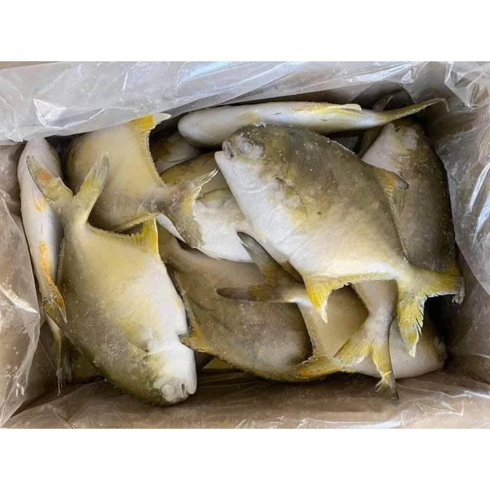 Frozen golden pomfret fresh golden pompano fish frozen golden pompano ...