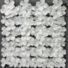 White hydrangea row