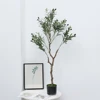Olive Tree 125cm