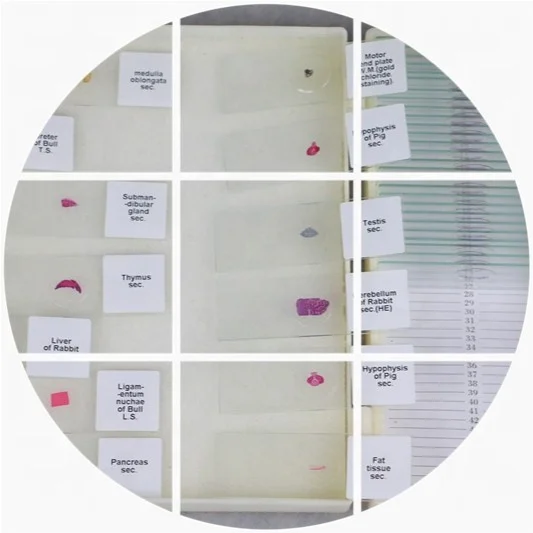 Лезвие курицы серийные поперечные секции микроскоп готовые слайды на животных