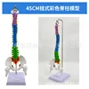 Moelle épinière colorée suspendue de 45 cm (colonne lombaire souple)