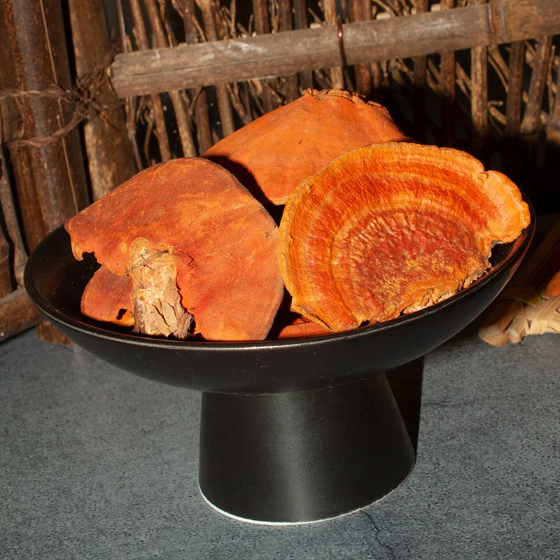 Rare Red Fungus on Tree Edible Cinnabar Polypore Mushroom for Sale