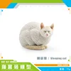 ตำแหน่งนอน PL127-2887แมว77กรัม