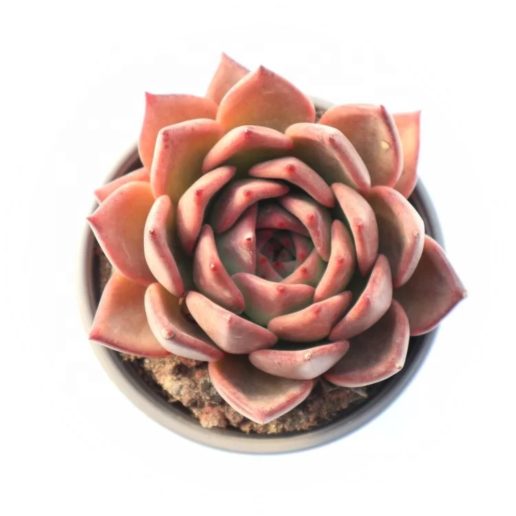 succulents wholesale live plants natural live succulent plants