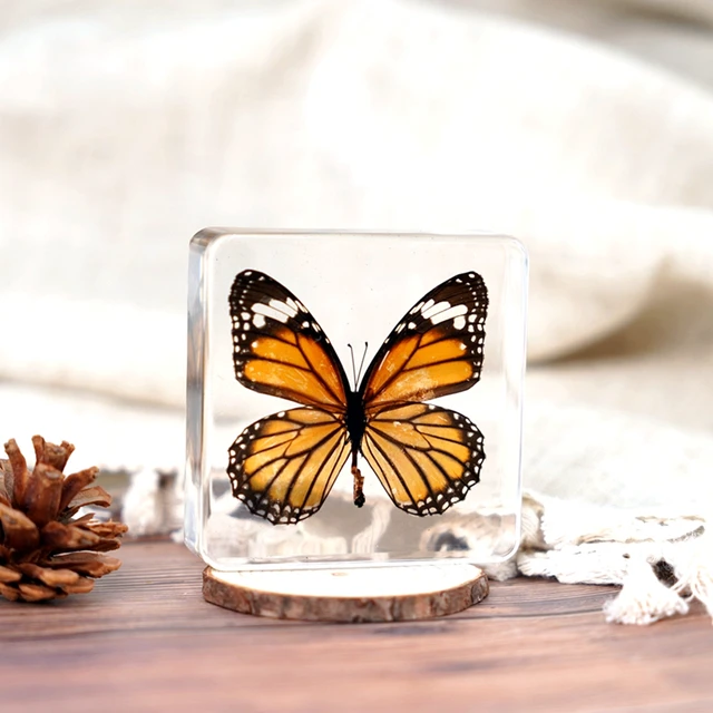 Best Sale 2023 Real Butterfly Taxidermy Resin Specimen Dried Insect Embedded crystal acrylic Resin Specimens for Display