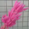 Cerise