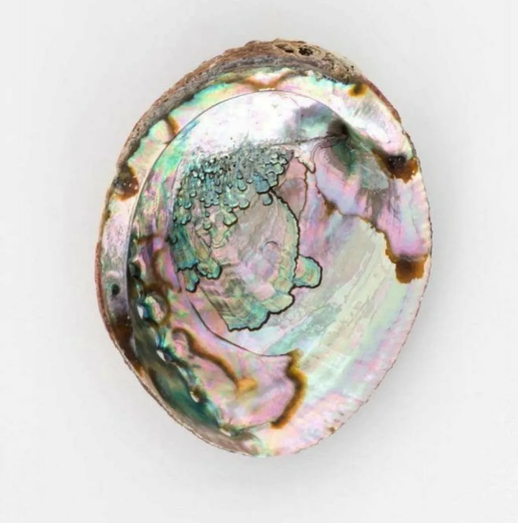 Hot Selling Natural Abalone Shell for Decoration - Blue, White New Zealand Abalone-Vietnam Natural Seashell +84 587 176 063
