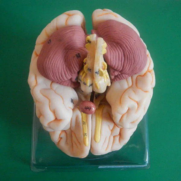 Isoデラックス脳解剖学モデル 人間の脳3dモデル Buy 人間の脳 3d モデル 教育脳モデル 教育モデル Product On Alibaba Com