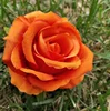 Arancione