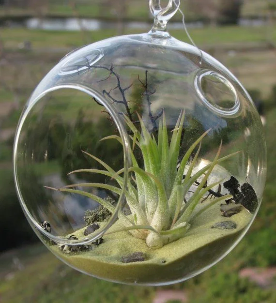 MH-Q049 красивый растительный Террариум для дома декоративный предмет подвесной стеклянный шар