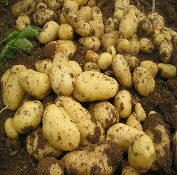 Fresh potato 14.jpg