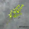 ยูคาลิปตัสก้านเดี่ยวขนาดเล็ก - สีเขียวอ่อน