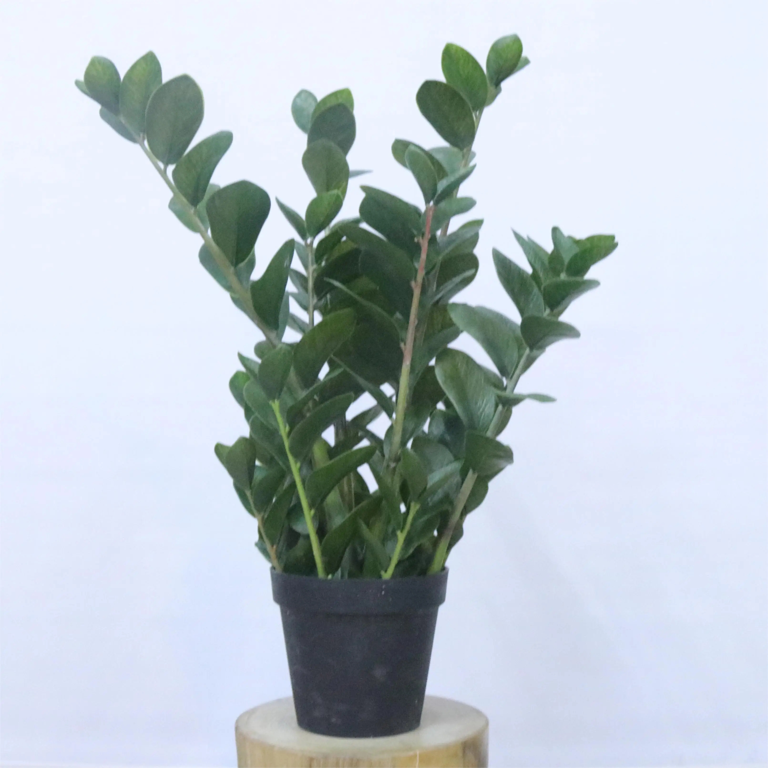 Greenery Wholesale Zamioculcas Zamiifolia Plant Money Tree Minimalist