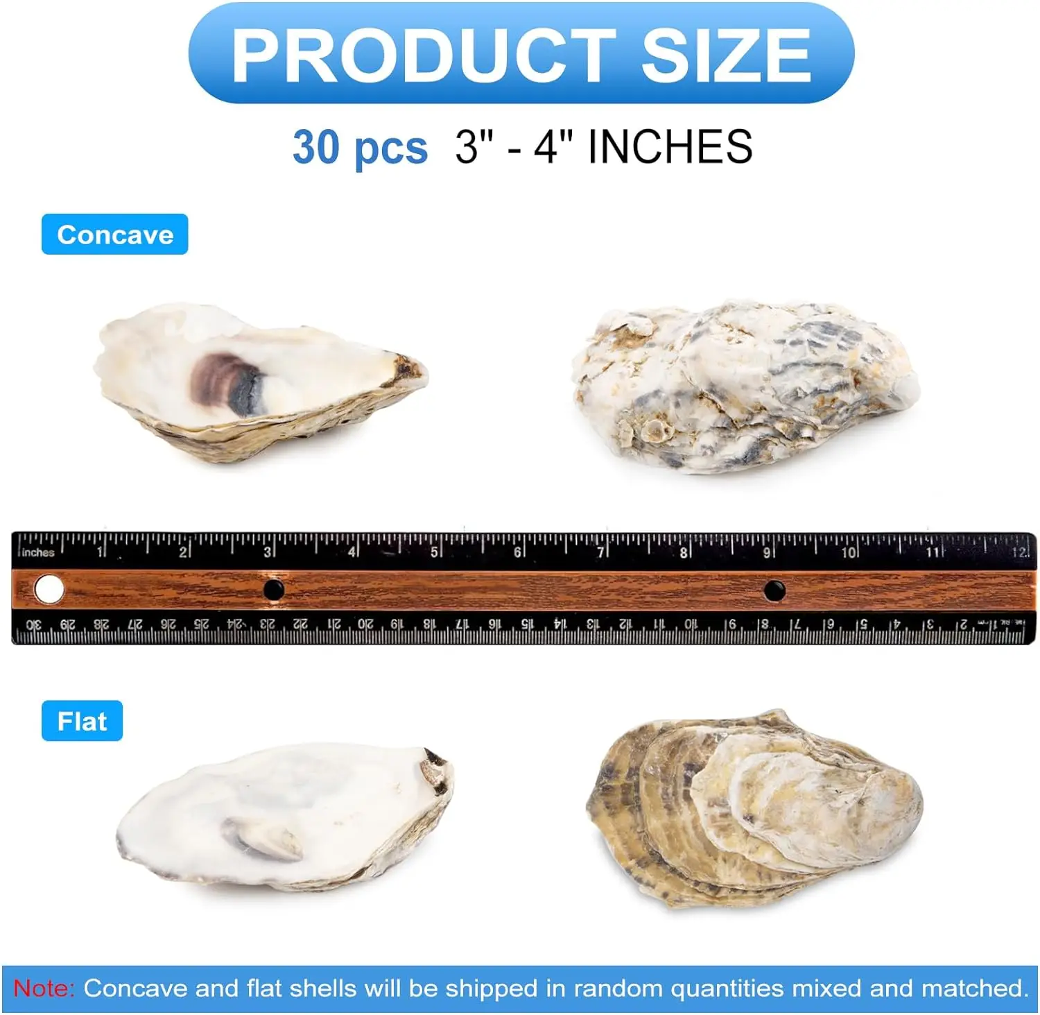 30pcs Oyster Shells with Pearl - Eco-Friendly Crafts DIY
