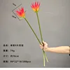 70 cm, tige unique avec 9 pétales de calice