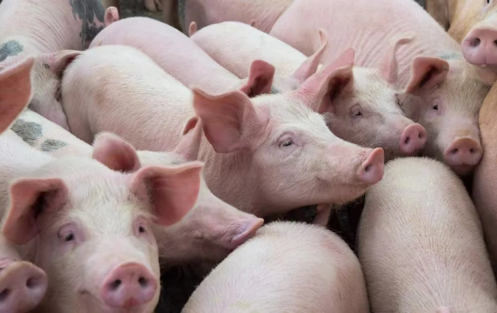 Clostridium Butyricum Swine Probiotics Feed Additives For Digestive Health
