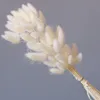 cream white