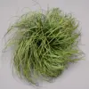 Amas d'herbe de taille moyenne-25 cm
