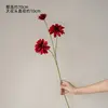 Dalia de ensueño de poesía roja de un solo tallo