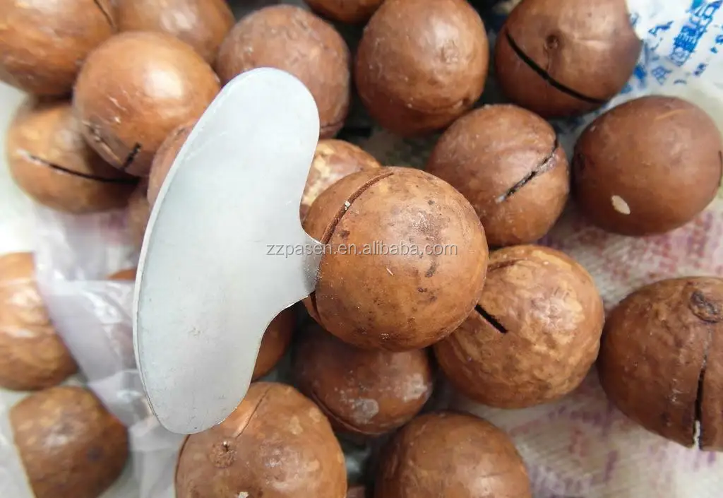 Fully Automatic Macadamia Nut Saw Machine Macadamia Nut Opening Machine Electric Macadamia Nut Cracker Machine