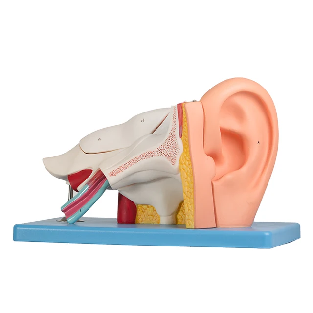 Medical Anatomical Model 3d Ear Anatomy Model Life Size Human Ear Display Model GD/A17201