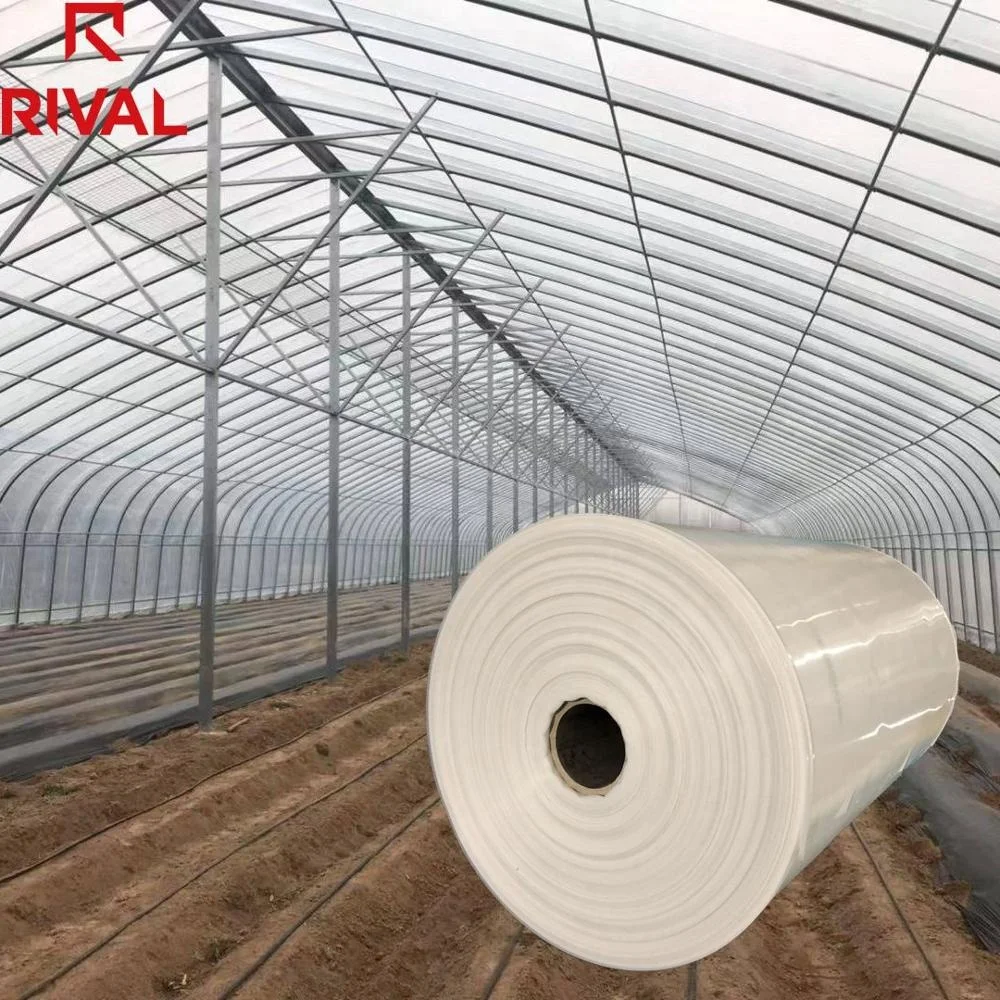 Rival Large Size 6Mil 150 Micron 200 Micron 250 Micron UV Blocking Diffusion Greenhouse Tunnel Poly Film 5 Years PE Plastic Shed